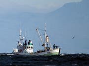 Ein Walfang-Boot vor der Küste Islands. (Bild: KEYSTONE/AP/ADAM BUTLER)