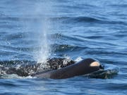 Die Orca-Mutter treibt ihr totes Junges in kanadischen Gewässern nahe Victoria im Wasser vor sich her. (Bild: KEYSTONE/AP Center for Whale Research/DAVID ELLIFRIT)