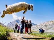 Nur noch das «Gläck» im Kopf: ein Schafbock auf dem Sprung zum Daubensee im Wallis. (Bild: KEYSTONE/JEAN-CHRISTOPHE BOTT)