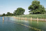 Mit mehreren Massnahmen versucht der Kanton, den Schilfrückgang im Zugersee zu verhindern: Ein Zaun soll Graugänse fernhalten. (Bild: Stefan Kaiser (25. Juli 2018))