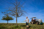 Landwirt Joe Schnider giesst einen trockenen Apfelbaum auf einem dürren Feld seines Hofs in Ballwil. (Bild: Philipp Schmidli, 29. Juli 2018)