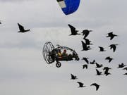 Am Bodensee erhalten junge Waldrappe Flugstunden von Menschen für ihre gemeinsame spätere Reise über die Alpen. (Bild: Waldrappteam)