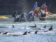 Die Tierschutzorganisation Sea Shepherd dokumentiert immer wieder die Jadgd auf Delfine oder Wale in Wort und Bild. Laut einem Bericht der Organisationen Animal Welfare Institute, Whale and Dolphin Conservation und Pro Wildlife werden jährlich rund 100'000 Delfine und Kleinwale getötet. (Bild: KEYSTONE/AP Sea Shepherd Conservation Society)