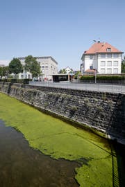 In der Jona wuchern die Algen. (Bild: Moritz Hager)