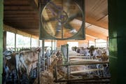 Der Ventilator ist für die Kühe eine willkommene Abkühlung.