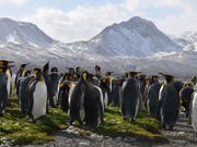 Laut Forschern ist der Bestand an Königspinguinen auf der Ile aux Cochons in den vergangenen 30 Jahren empfindlich zurückgegangen. Im Bild: Pinguine auf Südgeorgien. (Bild: KEYSTONE/APA/MONIKA UNEGG)