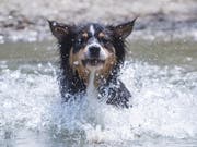 Falls sich ein Hund statt im kühlen Wasser auf heissem Asphalt bewegen muss, empfiehlt die Zürcher Stadtpolizei Schuhe für den Schutz der Pfoten. (Bild: KEYSTONE/APA/APA/GEORG HOCHMUTH)