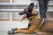 Ein Polizeihund im Einsatz, die Schuhe zum Schutz vor dem heissen Asphalt sind montiert. (Bild: Urs Bucher)