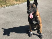 Die Luft ist heiss, der Asphalt ist noch heisser: Den Hunden der Zürcher Stadtpolizei helfen Schühchen. (Bild: Stadtpolizei Zürich)