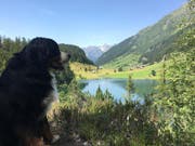 «Ein Hund geniesst den Blick auf den Golzernsee»: Dieses Sommerbild wurde im Juli 2017 in der «Urner Zeitung» abgedruckt. (Bild Sandra Lusser, Golzern, Juli 2017)