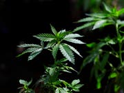Der Bundesrat will wissenschaftliche Studien zu Cannabis zulassen. (Bild: KEYSTONE/AP/TED S. WARREN)