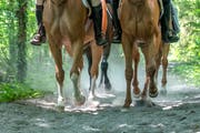 Eine Gruppe Reiter auf der Galopp-Piste entlang der Reuss in Buchrain. (Bild: Pius Amrein (Buchrain, 27. Juni 2018))