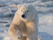 Seltener Angriff: Ein Eisbär hat in Kanada auf einer Insel in der Hudson Bay einen Menschen getötet. (Bild: KEYSTONE/AP CP/JONATHAN HAYWARD)