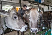 Künftig könnten Nutztierärzte in der Region fehlen. (Bild: Hanspeter Schiess)