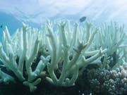   The Great Barrier Reef is threatened by more and more frequent coral bleaching. (Photo: KEYSTONE / AAP EPA / WWF AUSTRALIA / WWF / DOCUMENT BIOPIXEL) 