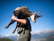 Ein Jäger bei Nax im Unterwallis mit einer Gämse auf dem Rücken. Nach dem zahlreichen Fallwild im vergangenen Winter wird in der Jagdsaison 2018 die Abschussquote gesenkt. (Bild: Keystone/OLIVIER MAIRE)