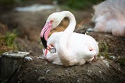   It takes almost seven years for the little flamingo to have pink feathers. (Photos: pd) 