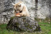 Die Braunbärin Fränzi vom Natur- und Tierpark Goldau feierte Anfang Jahr ihren 35. Geburtstag. Jetzt ist sie gestorben. Bild: (Goldau, 17. Januar 2018 KEYSTONE/Alexandra Wey)