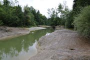Die Thur im Gebiet Mühlau bei Bazenheid gestern Nachmittag: Niedriger Wasserstand bei tiefer Abflussgeschwindigkeit, obwohl es zuvor etwas geregnet hatte. Für eine Normalisierung der Situation braucht es etwa eine Woche mit ausgedehnten Dauerregenphasen. (Bilder: Hans Suter)