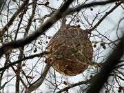 Verdrängen einheimische Arten: ein Nest von Asiatischen Hornissen in Nordspanien. (Bild: KEYSTONE/EPA/JUNA HERRERO)
