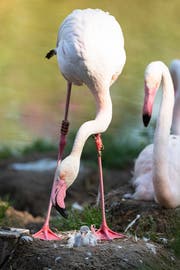 Die Flamingo-Mutter guckt verdutzt ihr Junges an.
