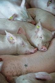 In der Nutztierhaltung werden Antibiotika auch vorsorglich eingesetzt. (Bild: Louis Berg/Keystone)