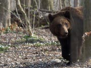 Ein Bär aus dem Berner Tierpark Dählhölzli. (Bild: KEYSTONE/PETER SCHNEIDER)