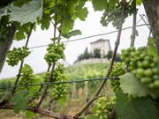 Symbol für die Renaissance des Luzerner Rebbaus: Der Rebberg am Hang des Schlosses Heidegg in Gelfingen, der seit einem Parlamentsbeschluss im Jahr 1951 wieder bebaut wird. (Bild: KEYSTONE/URS FLUEELER)