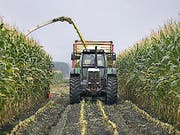 Die Waadtländer Kantonsregierung will den Einsatz des Unkrautvertilgungsmittels Glyphosat auf seinem Territorium reduzieren. Bis 2022 sollen alle staatlichen Wein-, Obst- und Agrar-Betriebe auf das umstrittene Herbizid verzichten. (Bild: Keystone/GAETAN BALLY)