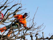 Gärtnerinnen und Gärtner fordern vom Arbeitgeberverband Jardin Suisse einen Mindestlohn von 4000 Franken. (Bild: KEYSTONE/SIGI TISCHLER)