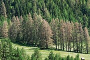Vom Lärchenwickler befallene Baumgruppe bei S-chanf im Engadin. (Bild: Beat Wermelinger/WSL)