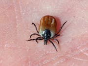   With warmer temperatures, tick bites are also increasing. Tiny animals can transmit dangerous diseases such as meningitis. (Photo: KEYSTONE / AP SCANPIX / SOREN FROBERG) 