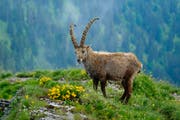 Im Kanton Luzern leben zwei Steinbockkolonien – eine davon im Pilatus-Gebiet, die andere an den Hängen des Brienzer Rothorns. (Leserbild: Marianne Schmid)