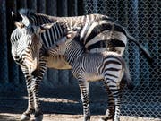 Die Streifen der Zebras tragen nicht zur Abkühlung bei. Eine Forschungsgruppe hat diese Theorie jüngst widerlegt. (Bild: KEYSTONE/AP The Salt Lake Tribune/RICK EGAN)
