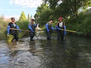 Wegen des tiefen Wasserstandes musste unter anderem der Giessenbach in Buchs von Mitgliedern des Fischerei-Vereins Werdenberg abgefischt werden. (Bilder: PD)
