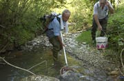 Im Hitzesommer 2003 mussten auch in den Kantonen St.Gallen und Thurgau trocken fallende Bäche ausgefischt und die so geretteten Fische umgesiedelt werden. (Bild: Ralph Ribi - 30. Juli 2003)