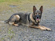 Polizeihund Mitch hat mit seiner Spürnase einen bestohlenen Jugendlichen glücklich gemacht. (Bild: Luzerner Polizei)