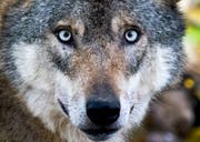 Der Wolf ist nicht zum ersten Mal in Uri unterwegs. (Bild: Keystone)