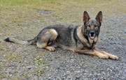 Polizeihund Mitch. (Bild: Luzerner Polizei)