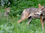 Auf einer Alp oberhalb von Zinal sind vergangene Woche 16 Schafe angegriffen worden. Fünf davon wurden getötet, elf weitere verletzt. Vermutlich handelte es sich beim Angreifer um einen Wolf. (Bild: KEYSTONE/AP/GERRY BROOME)