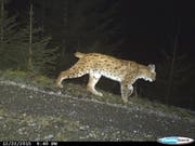 Der Luchs könnte mit ein Grund für den Rückgang des Gämsbestands sein. (Bild: Symbolbild: PD)