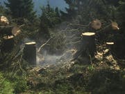 Der Flurbrand wurde durch ein Grillfeuer verursacht. Der Schaden hält sich in Grenzen. (Bild: Kantonspolizei Glarus)