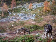 Der Wolf hat die Schweiz von Italien aus wiederbesiedelt. Lausanner Forschende haben sich die Genetik der europäischen Wölfe der vergangenen 200 Jahre genauer angeschaut. (Bild: KEYSTONE/GRUPPE WOLF SCHWEIZ GWS)