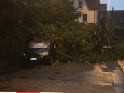 Umgestürzter Baum in Arbon. (Bild: Daniel Wirth)