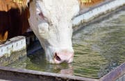 Durstiges Wetter auch für Kühe. (Bild: Getty)