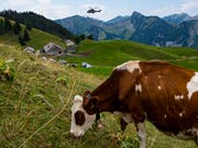 Wegen der anhaltenden Trockenheit wird das Futter auf den Bauernbetrieben knapp. (Bild: KEYSTONE/JEAN-CHRISTOPHE BOTT)