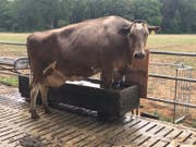 Eine Kuh kühlt sich bei der Hitze die Hufe. (Bild: PD/ Andreas Walter)
