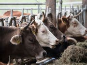 Wegen der Trockenheit ist das Futter für die Kühe knapp. Viele Bauern bringen ihre Tiere deshalb vorzeitig zu tieferen Preisen ins Schlachthaus. Proviande stoppt nun die Importe, um den Markt zu entlasten. (Bild: KEYSTONE/PETER SCHNEIDER)