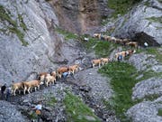 Die Landwirtschaft und ihre Anliegen finden bei der Abstimmung über die beiden Agrarinitiativen Zuspruch: Alpaufzug von Adelboden auf die Engstligenalp am 23. Juni. (Bild: KEYSTONE/PETER KLAUNZER)