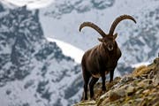 Ein Steinbock klettert über die Fuorcla Muragl bei Samedan im Engadin. (Bild: KEYSTONE/Alessandro Della Bella)